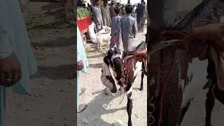 Bakra Mandi lalukhait Karachi latest update 2025 | Bakra Mandi | Goat Market |