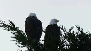 Eagle Watching