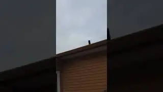 Albino barn swallow?