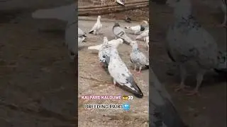 KALDUME KALPARE.. #pigeon #kabootarba #pigeonlaver #birds #viral #short #ytshorts
