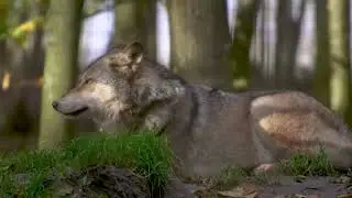 Wolves | European Wolf | Wildlife Documentary | 4K Ultra HD Video