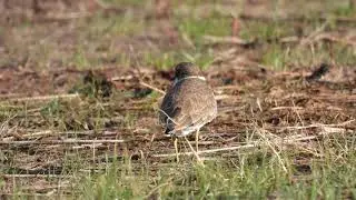 Little Ringed Plover, Corriere piccolo (Charadrius dubius)