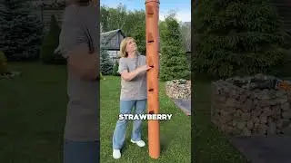 The Pipe That Grew Strawberries