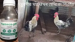 হেমিকো পিএইচ খাওয়ানোর নিয়ম । হেমিকো পিএইচ এর কাজ কি। hameco ph এর কাজ কি | hameco ph use |