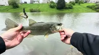 Using the Zoom Lizard to catch bass