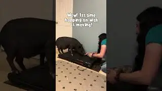 More treadmill! #animals #funnyanimals #cuteanimals #CutePets #AdorablePets #cute #fitness #exercise