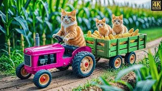 Mama Cat & Kitten Make Corn Milk at Cozy Home 🌽🐱💕| Mama Cat #mamacat 