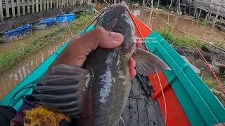GANAS !! MANCING BAUNG UMPAN KUCUR SAAT AIR SEI KAHAYAN DALAM 