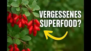 Berberitzen &ndash; Das vergessene Superfood vor deiner Haust&uuml;r #animals