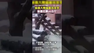 Wait,what?The panda Living in Russia is more like &lsquo;kungfu panda&rsquo; now!#panda #kungfu #saveyaya #funny