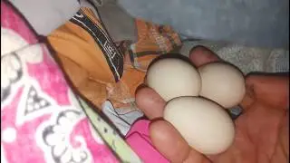 Spotted egg in pile of clothes - Strange