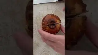 P&acirc;t&eacute; en cro&ucirc;te z řemesln&eacute;ho lahůdk&aacute;řstv&iacute; Hostin&aacute;ř ve Zl&iacute;ně 🤍 #PastikavKruste #artisanbaking