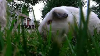 Guineas eating 3 - Sanyo VPC-FH1A Test footage