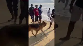 Public reaction | rambo | German shepherd | #tamil #dog #mad #trendingshorts #pigeon #germanshepherd