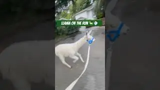 Taking the Llama for a Stroll @ZWFMIAMI  #llama #animals #animalshorts #walking
