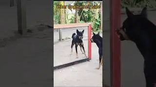Why Do Dogs Bark at Mirrors? Explained/pets lovers #dog #cute #barkpost #shorts