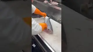 #Pollock #Steak 🐬 Cut the Large Fish Cleanly and Quickly 👍💥