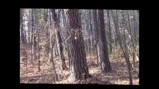 Squirrel Video Conservation Biology
