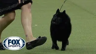 Group judging for the Non-Sporting Group at the 2019 Westminster Kennel Club Dog Show | FOX SPORTS