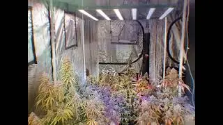 From Beginner to Pro: How Growline 720 LED Grow Light Revolutionizes Indoor Gardening