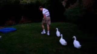 Ducks following human daddy