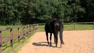 6 variaties voor travers aan de hand.