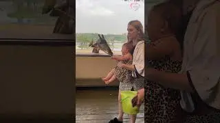 Cute baby girl is delighted to feed giraffe  || PETASTIC 🐾