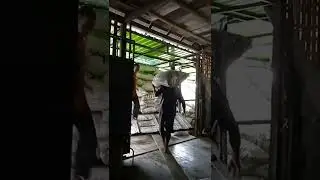 krja kerja kuli jagung