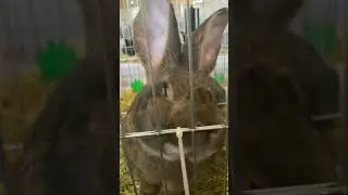 🐰 #iepuri #rabbit #bunny #colonelkkjϟ #pets #animals #cutebunny