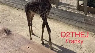 Franky Dewart