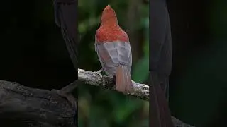 Colombia: The Best Place to Photograph the Majestic Andean Cock-of-the-Rock!