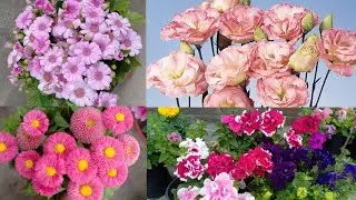 Best Flowers To Grow In Oct Month ||Where To Buy F1 Imported  Winter Seeds#Winter Seeds