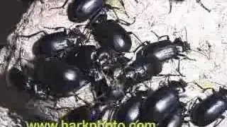 Beetle invasion in Texas Yuck!! Nasty!!!!