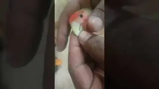 قص منقار طائر  الطقطق أو الروز وترتيبه