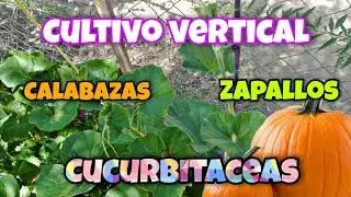 Cultivo Vertical de Zapallos o Calabazas (Cucurbitaceas)  #huertaencasa
