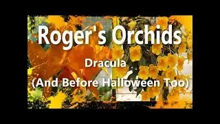 Dracula (And Before Halloween Too)