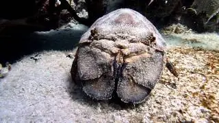 Spanish lobster