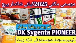Maize Seeds price in Pakistan|Pioneer Corn seeds prices|DK corn prices|Sygenta Maize priced|SeedRate