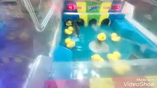 Duckling Fight!!! At Funworld Central Park 🦆
