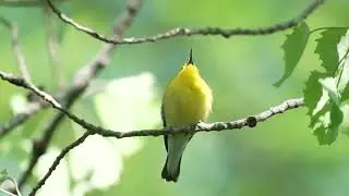 Prothonotary Warbler Stillwater Trail 20250519