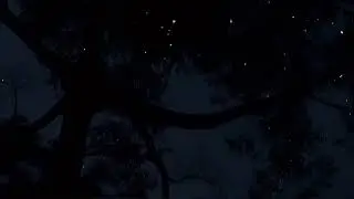 Fire Flies.        #nature #asmr #aesthetic #relax #peace 
