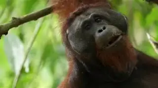 Borneo Wildlife