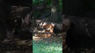 Cute Baby Lynx with family #lynx #bobcat #cubs