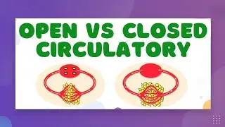 Animal Circulatory Systems &mdash; Open vs. Closed Circulatory