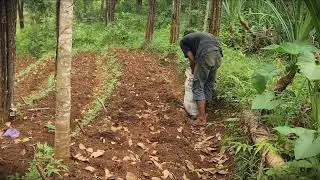 Farm Secret: The Best Fertilizer for Young Pepper Plants _FarmersLife _Shorts
