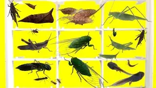 Catch Insects in the garden. Tadpoles, Baby Waterfleas, Grasshoppers, Golden Pupae.