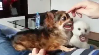 Когда упоролся