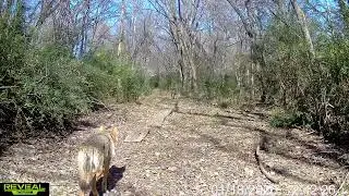 Texas Trail Camera Early Winter 2026