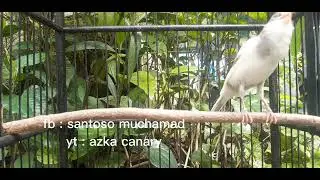 Paancingan suara burung kenari paud dijamin 100% kenari paud anda langsung nyaut ! Buktikan