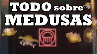 MEDUSAS COMO MASCOTA //TODO LO QUE NECESITAS SABER  🥞👾​😍​